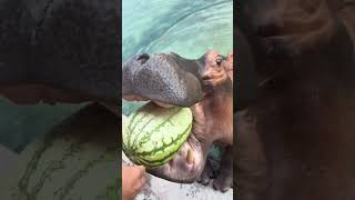 Hippopotamus love to eat watermelon Hippopotamus eat watermelon The mouth of the big hippopota [upl. by Ettenej443]