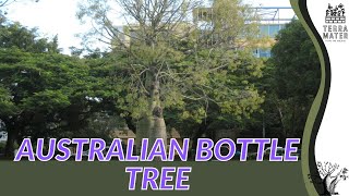 AUSTRALIAN BOTTLE TREE Information Description amp More Brachychiton rupestris [upl. by Akirdnahs]