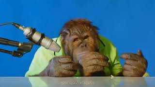 orangutan asmr  Orang Utan ASMR [upl. by Duquette380]