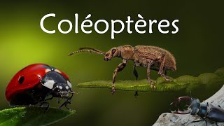 Les Coléoptères [upl. by Ylliw]