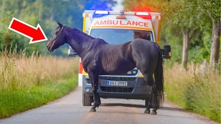 PFERD BLOCKIERT DEN KRANKENWAGEN UND DER GRUND DAHINTER IST BERÜHREND UND BEWEGEND [upl. by Roseanna]