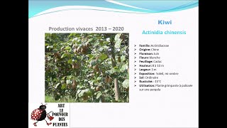 Fiche technique Kiwi Actinidia chinensis Plante vivace [upl. by Ylagam]