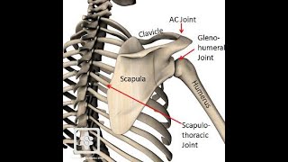 SHOULDER COMPLEX PART3  SCAPULOTHORACIC JOINT [upl. by Anirrehs692]