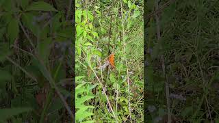 Gulf Fritillary butterfly [upl. by Elamef573]