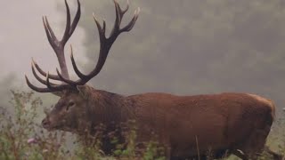 Rutting Red Stags  The Roar [upl. by Ethan695]