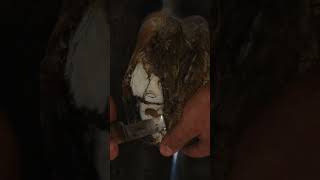 Start To Finish  Full Video on the Channel shorts farrier satisfying asmr [upl. by Yelsnit]