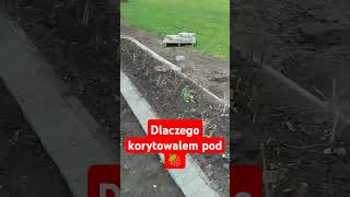 Mój sposób na maliny🍓🍓maliny wszystkosami permakultura [upl. by Erej922]