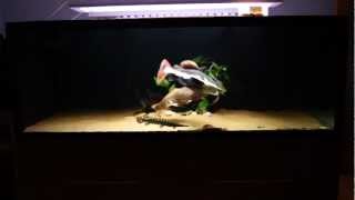 Feeding my SB RTC marble stingray japanese perch florida gar and more [upl. by Yaron]