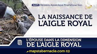 LA NAISSANCE DE LAIGLE ROYAL [upl. by Narret]