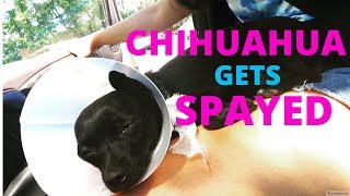 CHIHUAHUA GETS SPAYED VLOG amp DAY 1 RECOVERY  Meggie Vasquez [upl. by Rudolfo535]