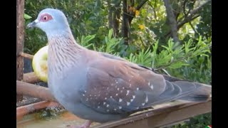 African rock pigeon or Speckled pigeon  Kransduif  Columba guinea [upl. by Engelhart321]