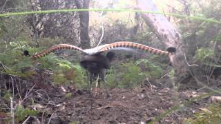 Rare Lyrebird sighting NSW Blue Mountains Katoomba Australia [upl. by Fiester]