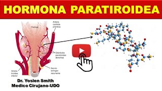 HORMONA PARATIROIDEA SINTESIS FUNCIONES ¡FÁCIL [upl. by Ahsitak105]