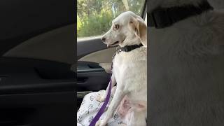 Her dog’s reaction after the vet is hilarious 😂 [upl. by Brittani]