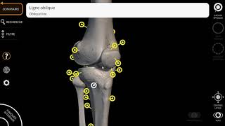 ANATOMIE 3D  SURFACES ARTICULAIRES de l’ARTICULATION du GENOU 22 [upl. by Assirolc]