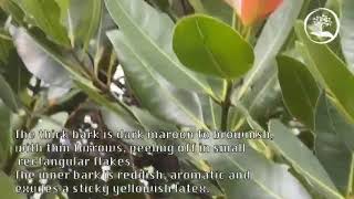 TreeWorld Wholesale  Calophyllum Brasilensis  Brazil Beautyleaf [upl. by Vinia]