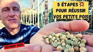 Comment réussir ses ptits pois au potager 💥 [upl. by Llenrap]