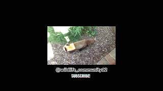 red pandared panda fun factsred panda live share facts subscribe shorts viralvideo [upl. by Arolf]