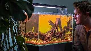 Natural Style Aquarium for Ember tetras with Tai Strietman  4K vlog [upl. by Anniahs]