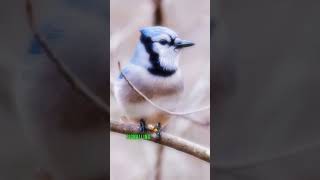 The blue jay wildlife animals [upl. by Stoops]