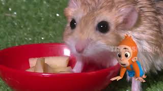 DUPRASI GERBIL TIKUS GURUN YANG MIRIP HAMSTER  SI OTAN 051219 PART 1 [upl. by Budding342]