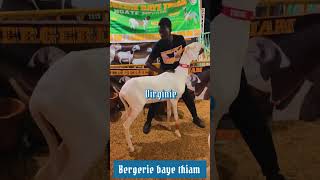 Bergerie baye thiame virgini [upl. by Agbogla]