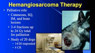 Hemangiosarcoma and Radiation Therapy [upl. by Nosiaj]