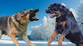 German Shepherd vs Rottweiler Kings of the Dogs [upl. by Enaerb]