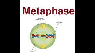 Understanding Metaphase in Mitosis  Key  2024 [upl. by Kenlay]