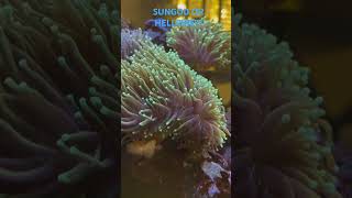 IS THIS A SUNGOD OR HELLFIRE TORCH coral coralreef life aquarium beautiful shorts torch [upl. by Souza]