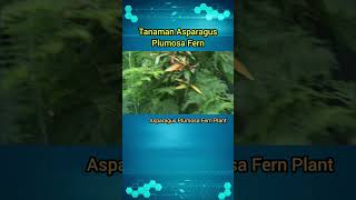 Tanaman Asparagus Plumosa Fern  Asparagus Plants [upl. by Enawd]