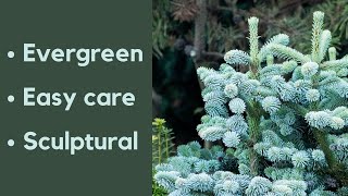 How conifers can transform your garden [upl. by Silvestro]