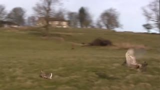 Northern Goshawk track and attack prey Accipiter gentilis [upl. by Eidde583]