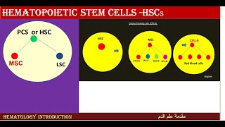 Lecture 21 Hematopoietic stem cells [upl. by Nas]