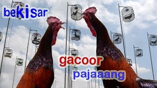 AYAM BEKISAR BERKELAS GACOOR [upl. by Lovich206]