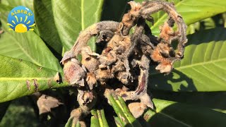 MALATTIA del NESPOLO come INTERVENIRE e POTATURA DI RIFORMA del NESPOLO Eriobotrya Japonica [upl. by Elletnahs]