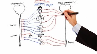 Pharmacology  AUTONOMIC NERVOUS SYSTEM MADE EASY [upl. by Elohc]