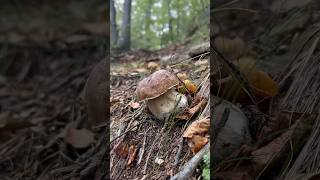 Boletus edulis shortissimo porcini mushroom viralvideo boletus forest nature [upl. by Andri]