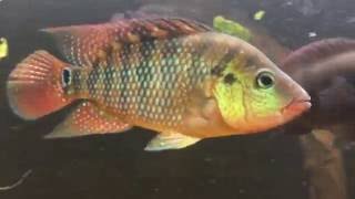 Cichlasoma Festae male closeup HD Cichlid  Red Terror [upl. by Armond995]