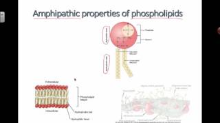 Amphipathic Properties of Phospholipids 2016 IB Biology [upl. by Atikir]