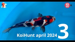 KoiHunt april 2024 deel 3  doitsu showa Miyatora [upl. by Otrebmal325]