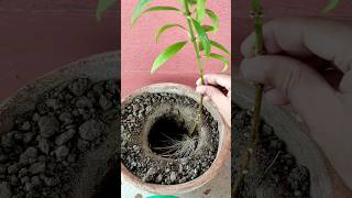 Mini Allamanda Plant propagation from cutting rainyseason plantpropagation [upl. by Rifkin]