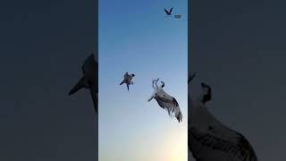 Osprey  vs peregrine falcon Short videoFalconLover5 [upl. by Nylloc698]