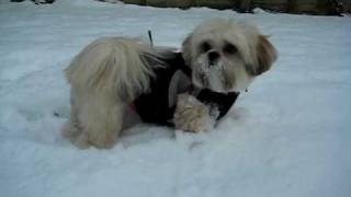 Lhasa Apso in Snow [upl. by Fleeta]