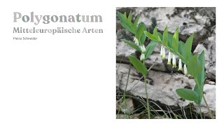 Polygonatum 15 Mitteleuropäische Arten [upl. by Esirrehc]