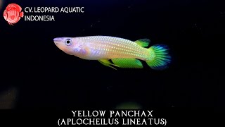 Aplocheilus lineatus The GOLDEN WONDER Yellow Pancax Leopard Aquatic K004A [upl. by Bencion]