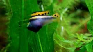 Pelvicachromis Taeniatus Nigeria Red [upl. by Acireit]