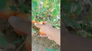 Farm fresh tomato 🍅 garden farming [upl. by Alithea]