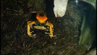 Diaporama photos  Dendrobates tinctorius quotazureusquot  httpaqualouryfrgd [upl. by Mcdowell777]