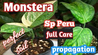 Monstera Sp Peru Varigated amp Non Vari Full Care and Propagation  Urdu\Hindi  Haryaalionline [upl. by Brenan]